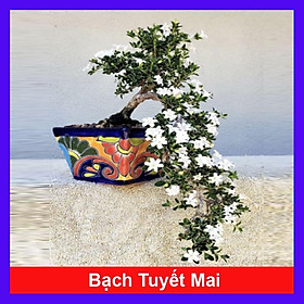 Cây cảnh bạch tuyết mai + tặng phân bón cho cây