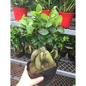 Mua Cây Si Nhật SIÊU LÙN Bon Sai MINI ĐỂ BÀN SIÊU ĐẸP   cây đẹp  giống chuẩn