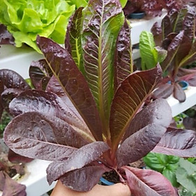 Mua Hạt giống xà lách Romain đỏ VTS143