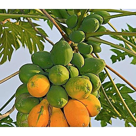 Combo 3 cây đu đủ NHANH SIÊU QUẢ CHUẨN GIỐNG