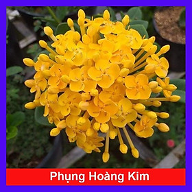 Mua Cây Trang Phụng Hoàng Kim - cây cảnh để bàn + tặng phân bón cho cây