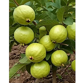 Hạt giống cây ổi nữ hoàng giống lùn siêu trái - Bịch 10 hạt - Mã số 2000