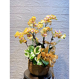 Chậu hoa Lan Hồ Điệp Đà Lạt - Mẫu 27 - Đường kính chậu 20 x cao 50 cm - Mầu Vàng Đỏ - Chậu hoa, cây cảnh tặng khai trương, tân gia