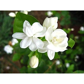 Mua Nhài ta giống