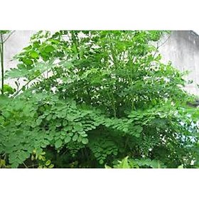 Mua Cây chùm ngây giống  cây cao 0 8-1 2m  gửi đi nguyên bầu thân to cực đẹp