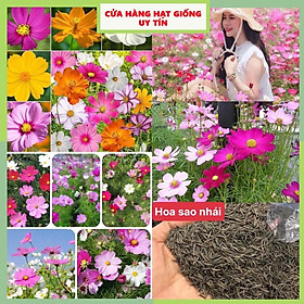 Mua Hạt Giống Hoa Sao Nhái F1 Mix Nhiều Màu Loại Dễ Trồng  Hoa Nở Đẹp Tặng kèm Hướng Dẫn Trồng