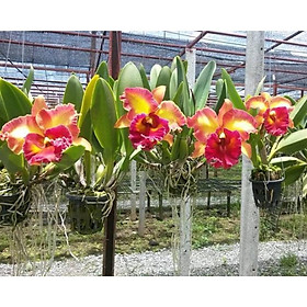 Lan Cattleya nhập khẩu THÁI LAN-combo 2 cốc giống