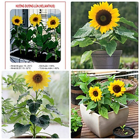 Hạt giống hoa Hướng Dương lùn baby nhiều hoa dễ trồng Helianthus Seeds