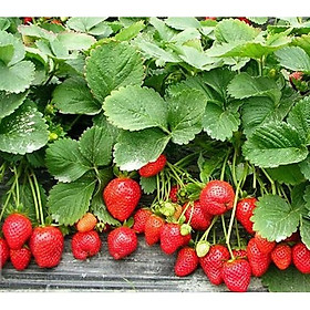 Hạt giống Dâu tây đỏ F1 chịu nhiệt gói 100 hạt