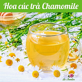 Hạt giống Hoa Cúc Trắng làm trà Chamomile 216 gói 0,1gr