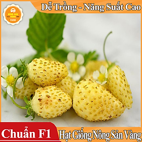 Hạt giống Dâu Tây Vàng