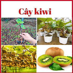 Cây kiwi lùn ruột vàng và xanh cao 30-40cm