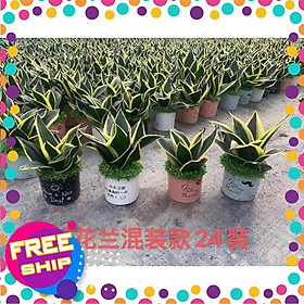 Mua CÂY LƯỠI HỔ SIÊU LÙN SIÊU ĐẸP HÀNG THÁI CÂY PHONG THỦY ĐỂ BÀN VƯỢNG KHÍ CHO GIA CHỦ