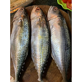 CÁ BẠC MÁ TƯƠI