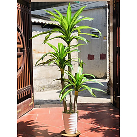 Mua Cây Thiết Mộc Lan 3 thân cao m8