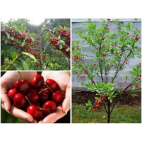 Mua CÂY GIỐNG CHERRY BRAZIL