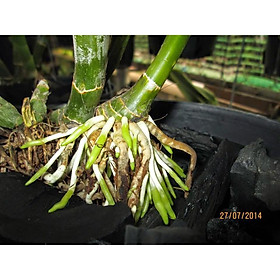 Mua Kích rễ đài Loan siêu mạnh rooting strong chất lượng cao