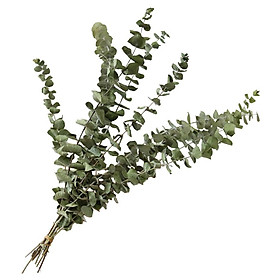 10Pcs Eucalyptus Leaves  Plant  Wedding  Decoration Supplies