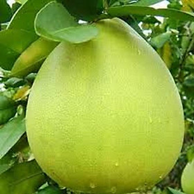 Mua Cây BƯỞI TÂN TRIỀU