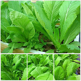 Mua Bộ 3 Gói Hạt giống cải bẹ xanh mỡ RADO 57 (20g/gói) - Mustard greens seeds