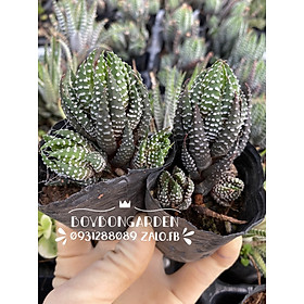 Mua CÂY SEN ĐÁ HAWOTHIA MÓNG CỤP ĐANG CON