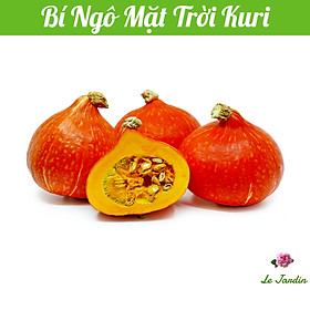 Hạt giống bí ngô Mặt Trời Kuri gói ~ 3 hạt