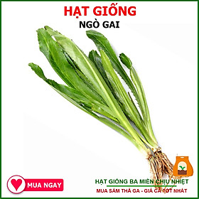 5gr Hạt giống rau ngò gai (mùi tàu, ngò tây, răng cưa)