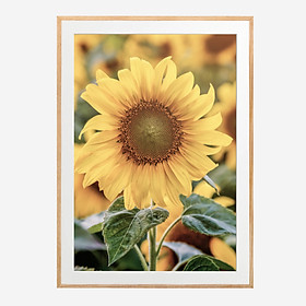 Tranh trang trí khung kính gỗ sồi treo tường cao cấp "Sunflower"30x42cm