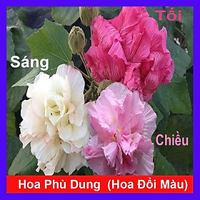 Cây giống hoa phù dung - cây cảnh trong nhà + tặng phân bón cho cây