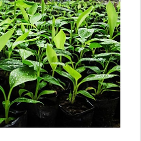 Mua cây giống chuối laba  2 cây