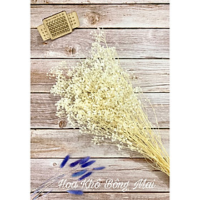 Hoa baby khô HOA BABY BLOOM màu TRẮNG decor trang trí nhà cửa, đạo cụ chụp ảnh phong cách vintage