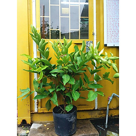 Cây giống Mận An Phước
