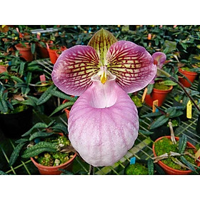 COMBO 5 CÂY LAN HÀI MỐC HỒNG RỪNG TÂY BẮC