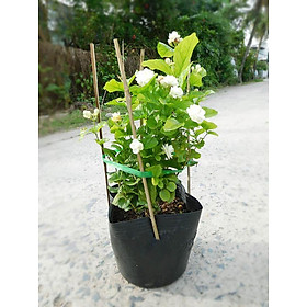 Mua Cây Hoa Lài( Nhài) - Chậu Hoa Cây lài ta được dùng trồng làm cảnh  tạo khóm hoa  bồn cây xanh trang trí sân vườn