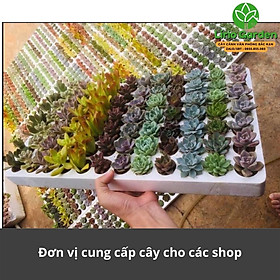 Sen đá , cây sen đá ( gửi cây ngẫu nhiên )