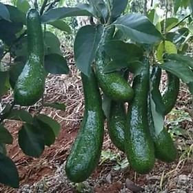 Mua Bơ trái dài bơ 034