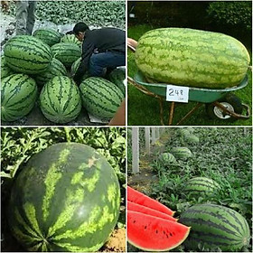 Hạt Giống Dưa Hấu Tròn Khổng Lồ Citrullus lanatus 10 hạt/gói