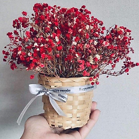 Mua GIỎ HOA BABY KHÔ TỰ NHIÊN (size nhỏ)