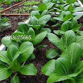 Hạt giống rau cải chíp gói 20gr và 50gr