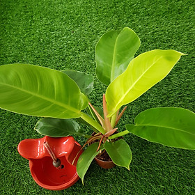Trầu Bà Đế Vương Vàng Để Bàn Chậu Nhựa