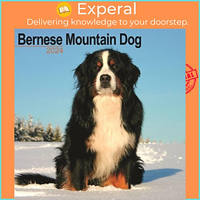 Sách - Bernese Mountain Dog Calendar 2024  Square Dog Breed Wall Calendar - 16 Month by  (UK edition, paperback)