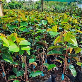 Mua Vú sữa lò rèn 35k/ cây cây đẹp giống chuẩn