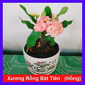 Mua Xương Rồng Bát Tiên (Hồng) - cây cảnh để bàn + tặng phân bón cho cây