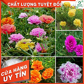 Mua 100H_HẠT GIỐNG HOA MƯỜI GIỜ MỸ KÉP (SIÊU NẢY MẦM)