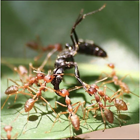 Mua Thuốc trừ rầy  nhện  kiến  gián mối