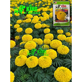 Hạt Giống Hoa Vạn Thọ B1 Pro