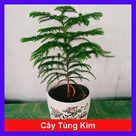 Hình ảnh Cây Tùng Kim - cây cảnh để bàn