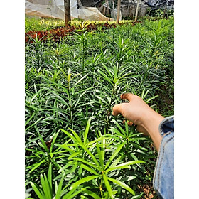 Mua TÙNG LA HÁN -VẠN NIÊN TÙNG CÂY CAO 20-30CM