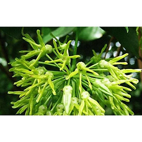 Mua Cây giống hoa thiên lý