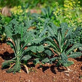 Hạt Giống Cải Kale Khủng Long (Cải Kale Lacinato Italian) - Gói 5g - Tỉ Lệ Nảy Mầm Cao, Sinh Trưởng Khỏe, Giàu Dinh Dưỡng VTNN Nông Điền Trang